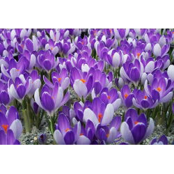 Crocus Vanguard - 10 bebawang