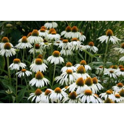 Ехінацея, Конефлер Білий лебідь - цибулина / бульба / корінь - Echinacea purpurea