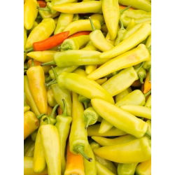 เมล็ดพริกไทยพริกไทยฮังการี - พริก annuum - 70 เมล็ด - Capsicum L.