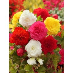Begonia Fimbriata Mix - 2 cibule - Begonia ×tuberhybrida Fimbriata