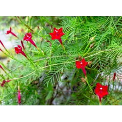 Насіння Cypress Vine Змішані кольори - Іпомея quamoclit - 38 насіння - Ipomoea quamoclit