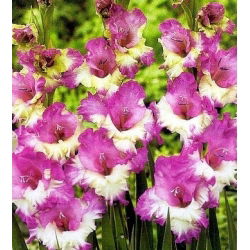 Gladiolus Maggie - 5 bebawang