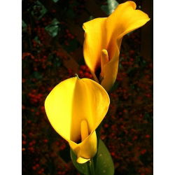 Calas, Alcatraces, Cartuchos - Yellow - amarillo - Zantedeschia