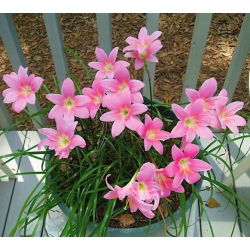 Habranthus Robustus, Brezilyalı Copperlily, Pembe Peri Zambak, Pembe Yağmur Zambak - 10 ampul