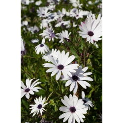 White Cape Daisy, African Daisy seeds - Osteospermum ecklonis - 35 seeds