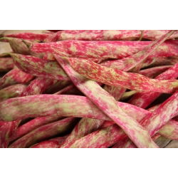 Hạt lùn đậu Borlotto - Phaseolus Vulgaris - 30 hạt - Phaseolus vulgaris L.
