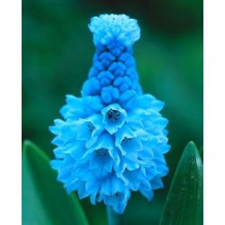 Muscari azureum - Struguri de azur hacacin - 10 bulbi