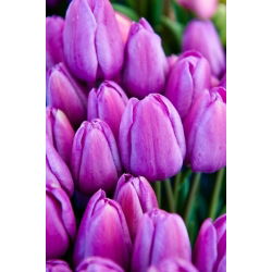 Hoa tulip kỳ diệu - 5 chiếc - Tulipa Magic Lavender