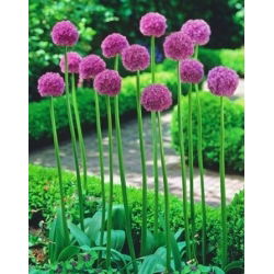 Dekorativ hvidløg - His Excellency - Allium His Excellency