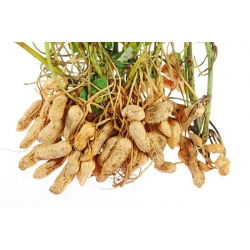 Peanut - Arachis hypogaea - Home-Grown Nuts for Healthy Eating - Fresh Seeds