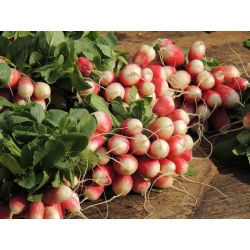 Redkev semena Krakowianka - Raphanus sativus - 425 semen - Raphanus sativus L.