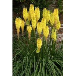 Ķekaru knifofija - Minister Verschuur - Kniphofia