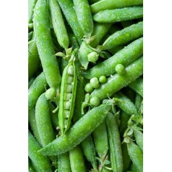 Pisello a grano rugoso - Alderman - Piante di piselli alte e rigogliose, rese elevate - Semi Freschi