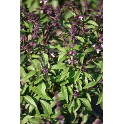 Tajlandski bosiljak Siam Queen sjemenke - Ocimum basilicum - 900 sjemenki - Ocimum basilicum ‘Siam Queen' 