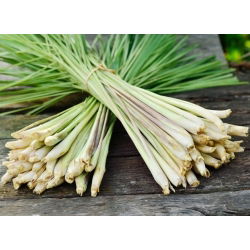 Semená citrónovej trávy - Cymbopogon flexuosus - 400 semien