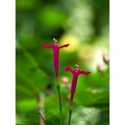 Насіння Cypress Vine Змішані кольори - Іпомея quamoclit - 38 насіння - Ipomoea quamoclit