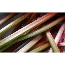 Rheum, Rhubarb Виктория - луковица / грудка / корен - Rheum rhabarbarum