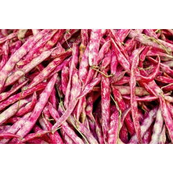 Hạt lùn đậu Borlotto - Phaseolus Vulgaris - 30 hạt - Phaseolus vulgaris L.