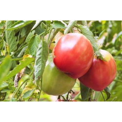 蕃茄Raspberry Giant种子 -  Lycopersicon lycopersicum  -  400种子 - Lycopersicon esculentum Mill.  - 種子