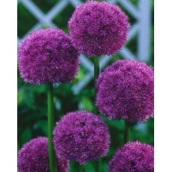 Dekorativ hvidløg - His Excellency - Allium His Excellency