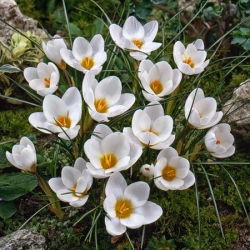 Crocus Ard Schenk - 10 bebawang