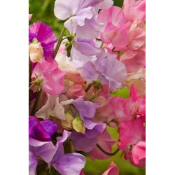 Semillas de guisante enano - Lathyrus odoratus - 24 semillas
