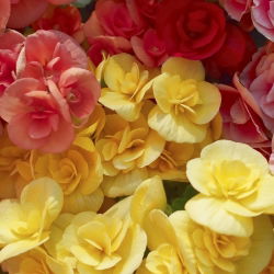 Begonia Large Flowered Double Mix - 2 cibule - Begonia ×tuberhybrida 