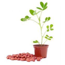 Peanut - Arachis hypogaea - Home-Grown Nuts for Healthy Eating - Fresh Seeds