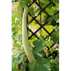 Yılan Kabak tohumları - Lagenaria siceraria - 7 seeds