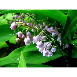Convallaria Rosea - čebulica / gomolj / korenina - Convallaria majalis