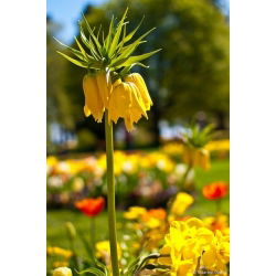 Fritillaria royalialis Lutea - Crown royalial Lutea - củ / củ / rễ - Fritillaria imperialis