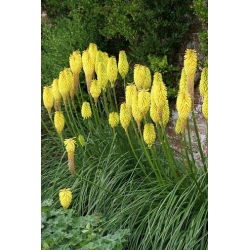 Ķekaru knifofija - Minister Verschuur - Kniphofia