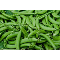 Pisello a grano rugoso - Alderman - Piante di piselli alte e rigogliose, rese elevate - Semi Freschi