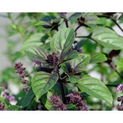 Tajlandski bosiljak Siam Queen sjemenke - Ocimum basilicum - 900 sjemenki - Ocimum basilicum ‘Siam Queen' 