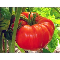 蕃茄Raspberry Giant种子 -  Lycopersicon lycopersicum  -  400种子 - Lycopersicon esculentum Mill.  - 種子