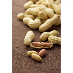 Peanut - Arachis hypogaea - Home-Grown Nuts for Healthy Eating - Fresh Seeds