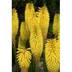 Ķekaru knifofija - Minister Verschuur - Kniphofia