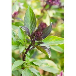 Tajlandski bosiljak Siam Queen sjemenke - Ocimum basilicum - 900 sjemenki - Ocimum basilicum ‘Siam Queen' 