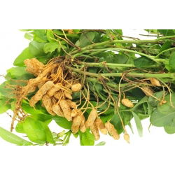 Peanut - Arachis hypogaea - Home-Grown Nuts for Healthy Eating - Fresh Seeds