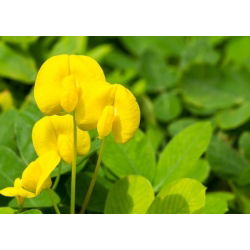 Peanut - Arachis hypogaea - Home-Grown Nuts for Healthy Eating - Fresh Seeds
