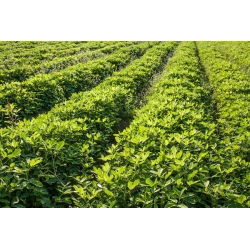 Peanut - Arachis hypogaea - Home-Grown Nuts for Healthy Eating - Fresh Seeds