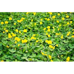 Peanut - Arachis hypogaea - Home-Grown Nuts for Healthy Eating - Fresh Seeds