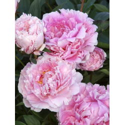 Pionslekta - Sarah Bernhardt - Paeonia