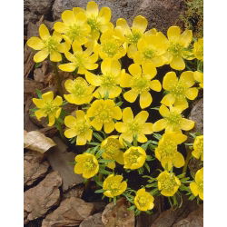 Eranthis cilicica - Зимовий аконіт cilicica - 5 цибулин