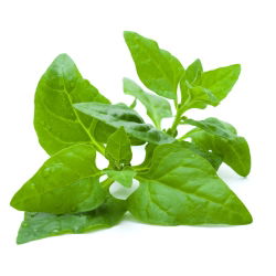 Novozelandska semena špinače - Tetragonia expansa - 70 semen - Tetragonia expansa L.