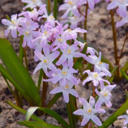 Chionodoxa forbesii Pink Giant - Glory of Snow forbesii Pink Giant - 10 bulbs