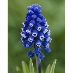 Muscari Dark Eyes - Ochiul închis de sâmburi de struguri - 5 bulbi