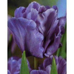 Tulipano Blue Parrot - pacchetto di 5 pezzi - Tulipa Blue Parrot
