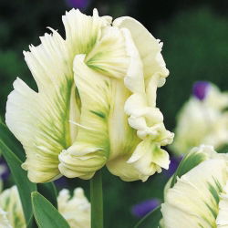 Tulipano Super Parrot - pacchetto di 5 pezzi - Tulipa Super Parrot