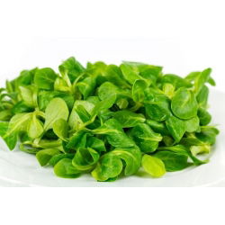 Kukuruzna salata, sjemenke mache - Valerianella locusta - 1700 sjemenki